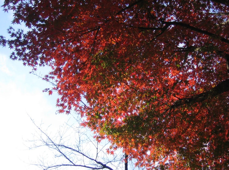 fall_05.jpg
