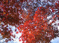 fall_09s.jpg