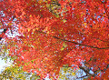 fall_18s.jpg