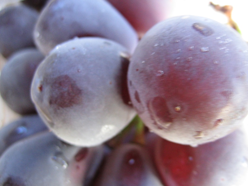 grape1.jpg