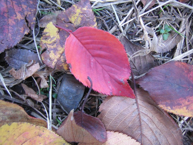 leaf_01.jpg