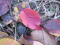leaf_01s.jpg