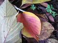 leaf_02s.jpg