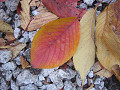 leaf_03s.jpg