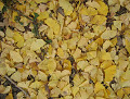 leaf_05s.jpg