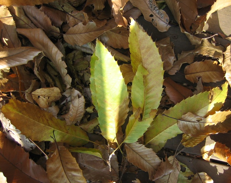 leaf_06.jpg