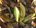 leaf_06s.jpg