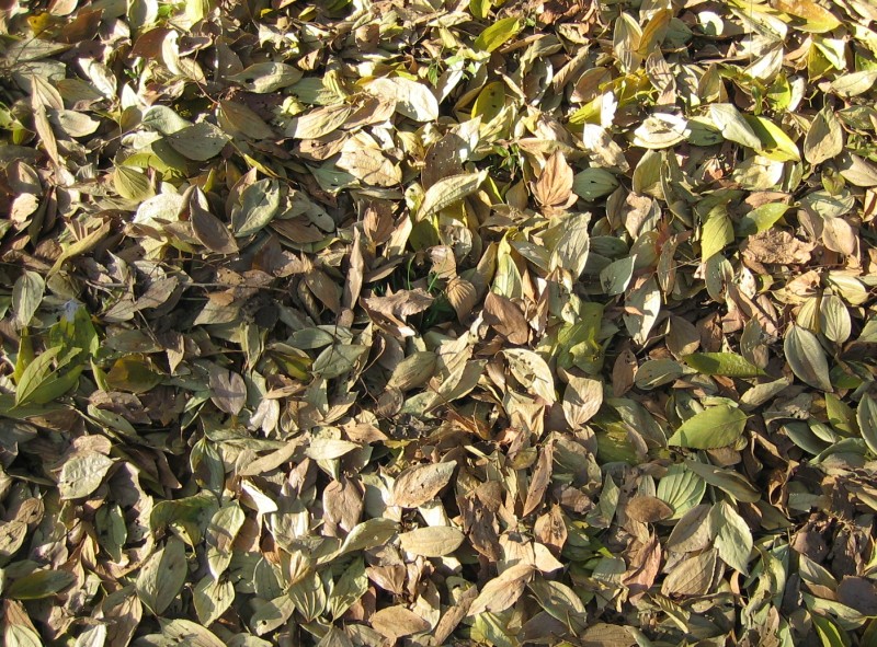 leaf_10.jpg