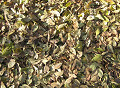 leaf_10s.jpg
