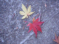 leaf_17s.jpg