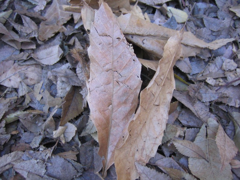 leaf_18.jpg