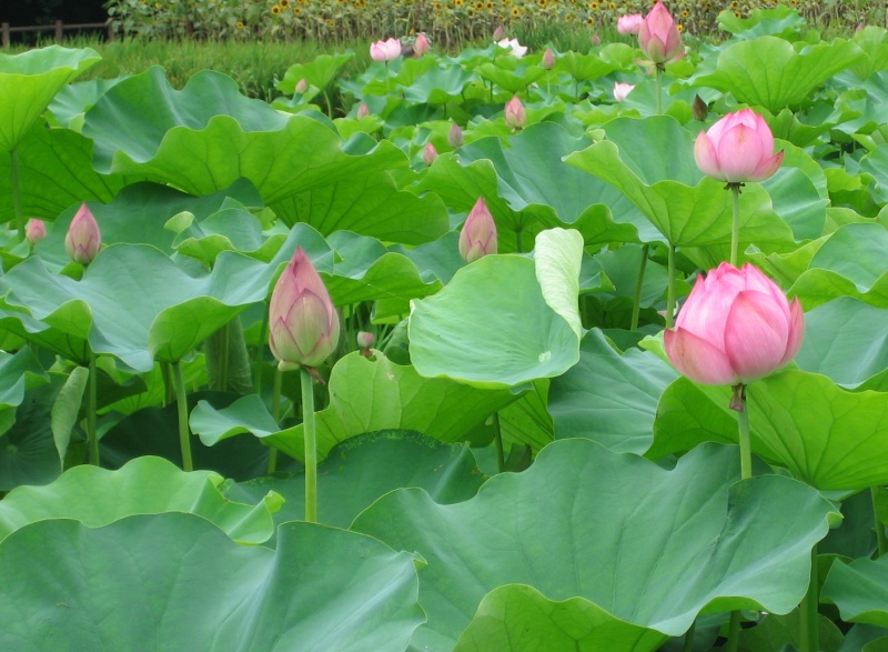 lotus10.jpg