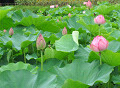 lotus10s.jpg