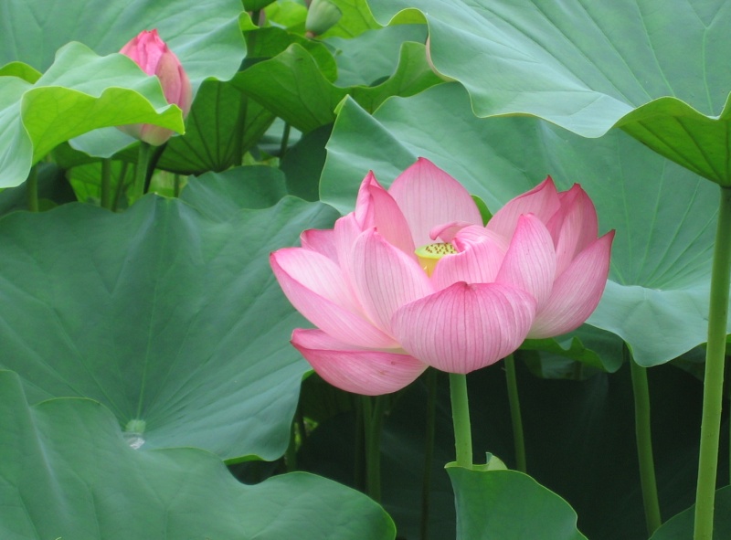 lotus12.jpg