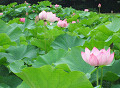 lotus13s.jpg