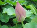 lotus15s.jpg