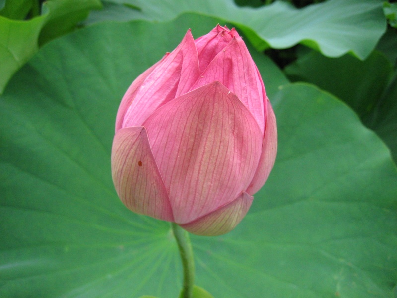 lotus17.jpg