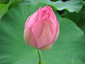lotus17s.jpg