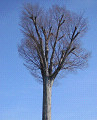 tree01s.jpg