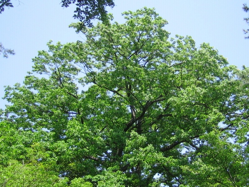 tree02.jpg