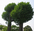 tree05s.jpg