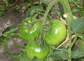 tomato1s.jpg