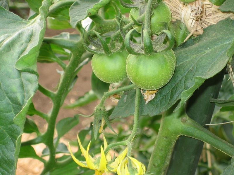 tomato2.jpg