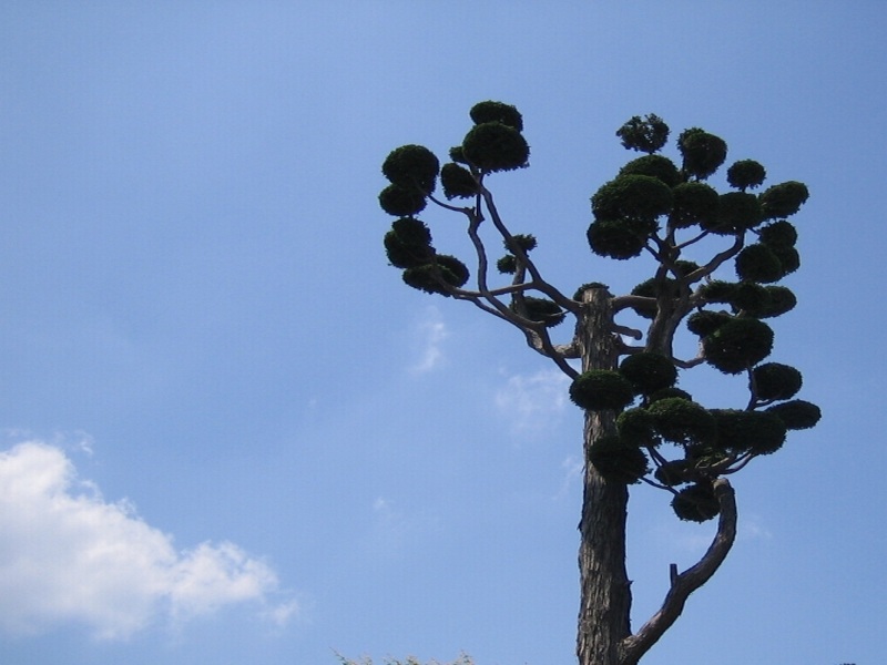 tree08.jpg
