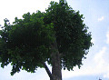 tree22s.jpg