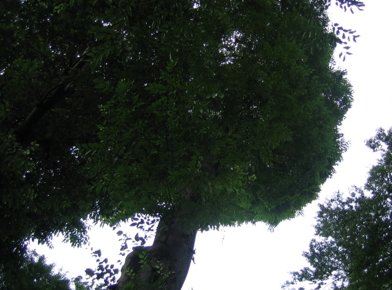 tree24.jpg