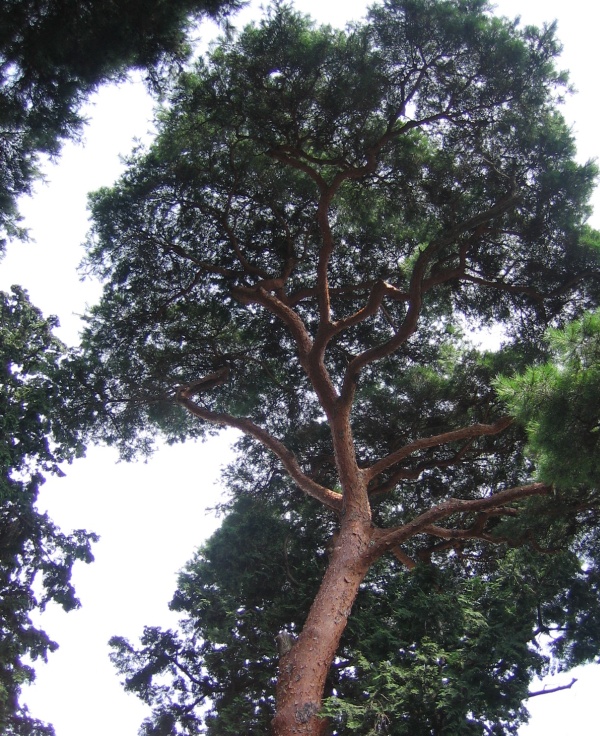 tree40.jpg