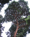 tree40s.jpg