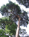 tree41s.jpg