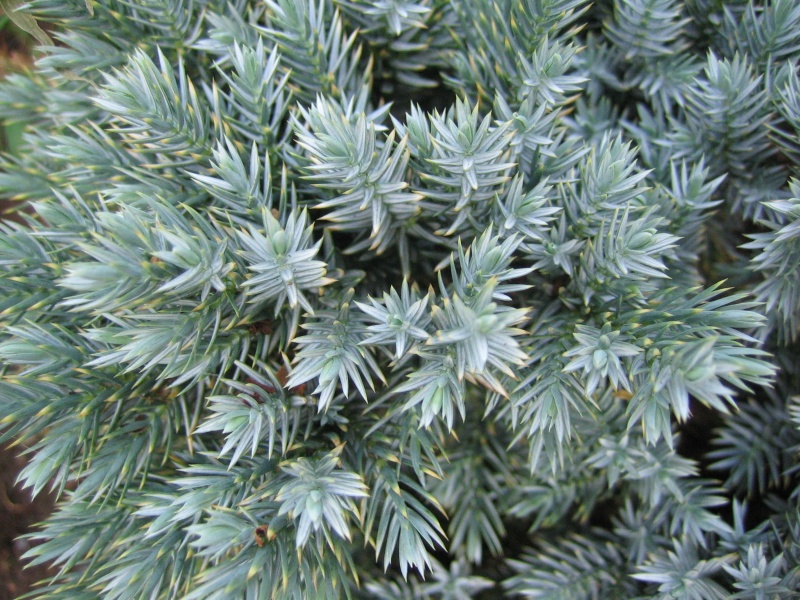 plant_59.jpg