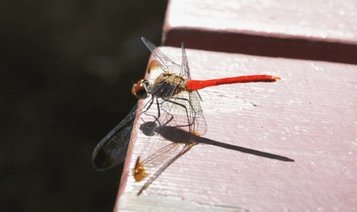 akasaka_dfly.jpg