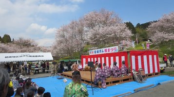 aki_sakura5.jpg