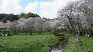 aki_sakura6.jpg