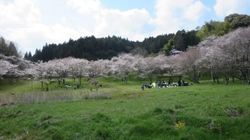 aki_sakura7.jpg