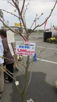 auction0323b.jpg