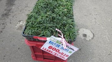 auction0323h.jpg