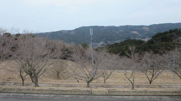 baien_sato4.jpg