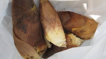 bamboo07.jpg