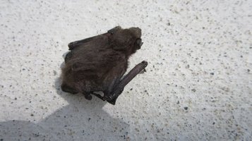 bat0724b.jpg