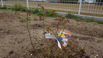 blueberry0320a.jpg
