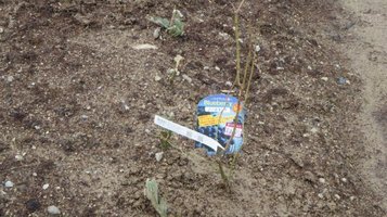 blueberry0320d.jpg
