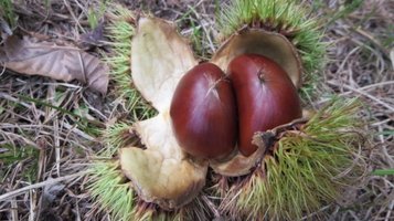 chestnut5.jpg