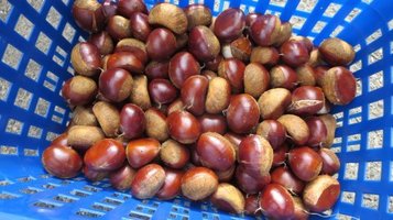 chestnut6.jpg