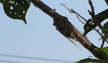 cicada2.jpg