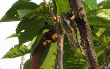 cicada3.jpg