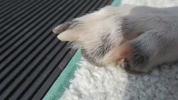 dog_nail1.jpg